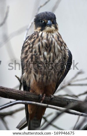 Full size portrait of a Hobby (Falco subbuteo), single captive bird on branch