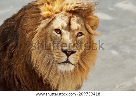 Eye to eye contact with a young Asian lion. King of beasts. Wild beauty of the biggest cat. The most dangerous and mighty predator of the world. Bright sunny portrait.
