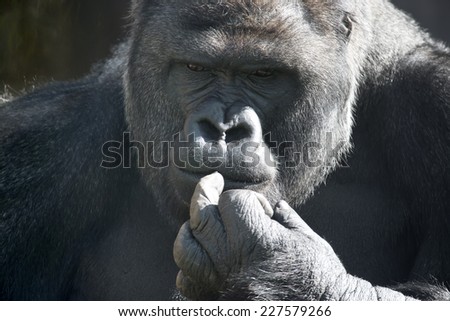 Thoughtful expression of a gorilla male, silverback, family leader. The most mighty and biggest monkey of the world. A great ape, human like primate.