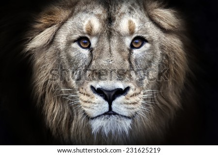 Psychedelic grunge style closeup portrait of an Asian lion, isolated on black background. King of beasts. Wild beauty of the biggest cat. The most dangerous and mighty predator of the world.