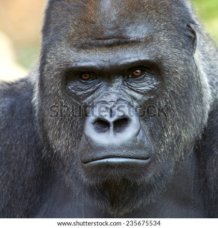 Closeup portrait of a gorilla male, severe silverback, on rock background. Menacing expression of the great ape, the most dangerous and biggest monkey of the world. The chief of a gorilla family.