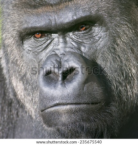 Severe face of a silverback, family leader. The most mighty and biggest monkey of the world. A great ape, human like primate.