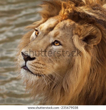 Face portrait of a beautiful young Asian lion on natural water background. King of beasts. Wild beauty of the biggest cat. The most dangerous and mighty predator of the world. Bright sunny portrait.