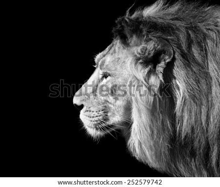 Black and white closeup side face portrait of an Asian lion, isolated on black background. King of beasts. Wild beauty of the biggest cat. The most dangerous and mighty predator of the world.