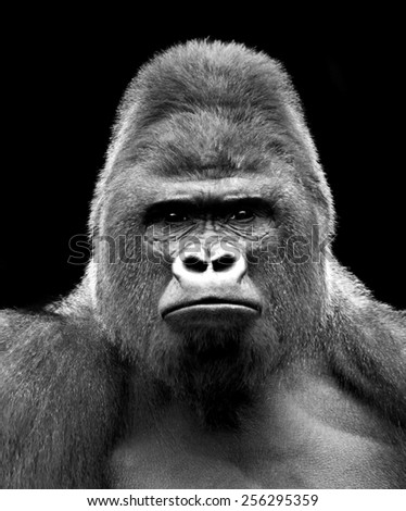 Black and white closeup portrait of a gorilla male, severe silverback. Grave look of the great ape, the most dangerous and biggest monkey of the world. The chief of a gorilla family.