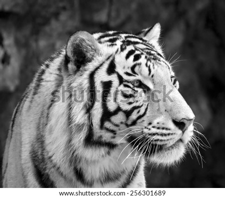 Black and white closeup portrait of white bengal tiger. The most dangerous beast shows his calm greatness. Wild beauty of a severe big cat.
