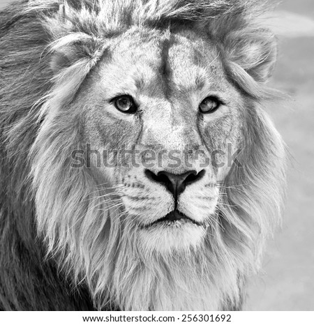 Black and white macro portrait of an Asian lion in high key. King of beasts. Wild beauty of the biggest cat. The most dangerous and mighty predator of the world.