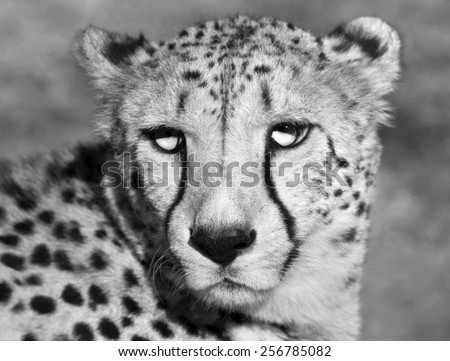 Black and white closeup face portrait of sunlit chetah. Wild beauty of a dangerous beast. Severe big cat with sad eyes.
