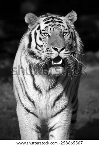 Stare of a severe Siberian Tiger, black and white portrait. The most dangerous beast shows his calm greatness. Wild beauty of a severe big cat.