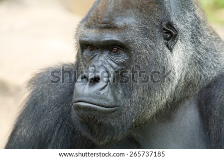 Side face portrait of a gorilla male, severe silverback. Grave look of the great ape, the most dangerous and biggest monkey of the world. The chief of a gorilla family.