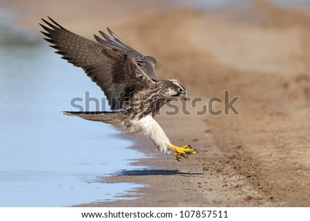 Lanner Falcon Landing next to water in the Kalahari