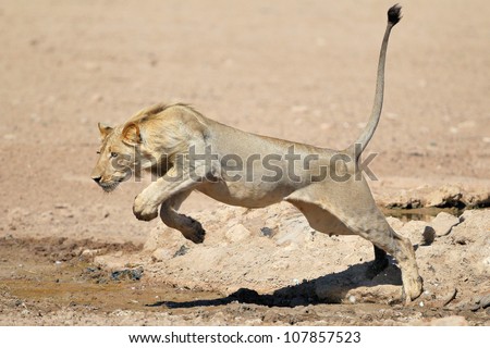 A young Lion Jumping over a puddle of water in the Kalahari