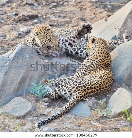 Angry Leopard spotted cat striking
