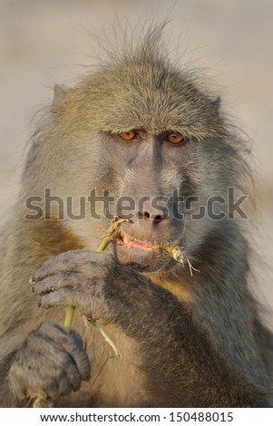 Big Alpha male Ape Chacma Baboon eating a plant