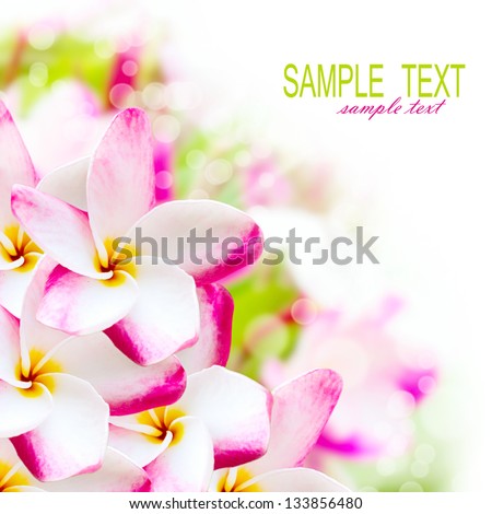 Frangipani plumeria pink hawaii flower. Spa border background