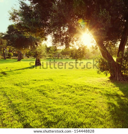Olive Trees In Park At Sunset
