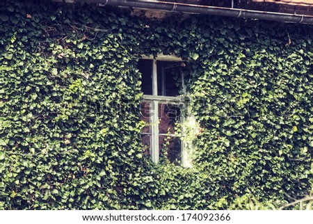 overgrown with ivy window