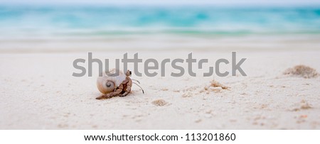 Maldives are full of hermit crabs on the beach which get scared quite easy but if you stay still they come out and start crawling. They are really funny dragging the big seashell behind them