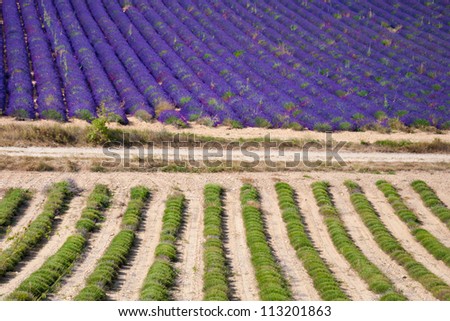 Summer in the Provence is the time when the lavender is being harvested and at that time you\'re able to create photographs with the lavender fields half blooming half harvested
