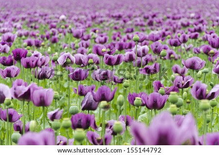field of purple poppy