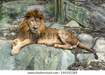 Lion staring in the zoo