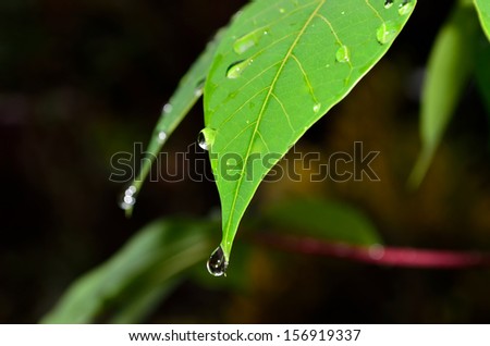 Drop of water falling from green leaf (shallow DOF and selective focus)