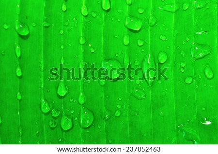 Close up of a banana tree leaf with raindrops