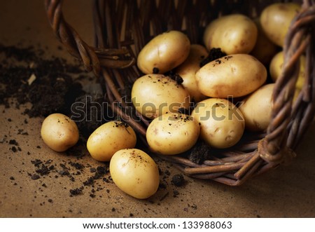 Potatoes in a wicker basket with soil. Rustic style image - country farm concept.