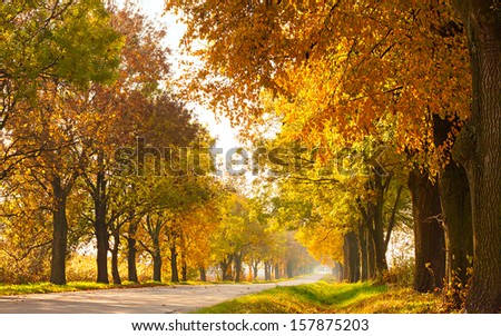 Autumn rural landscape with country road and gold trees along - sunny beautiful day