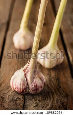 Fresh garlic on vintage planked wood table - garden harvest