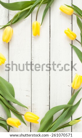 Yellow tulips on white planked wood background from above. Spring - poster layout design with free text space.