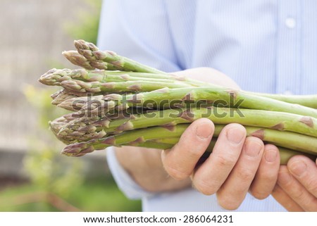 Bunch of green asparagus in gardener\'s hands close up. Spring - fresh harvest from the garden.