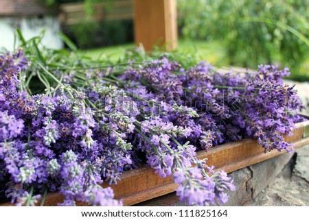 Tray of lavender lying on a water well on a French farm