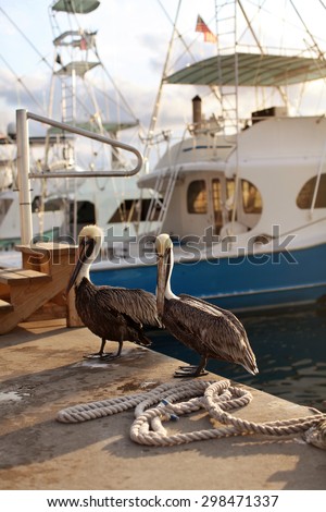 Pelicans on the dock in Miami on the background of yachts