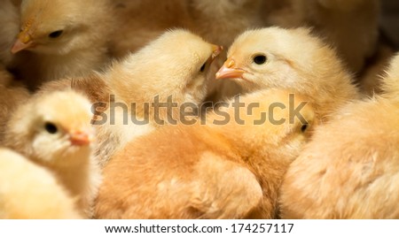 Baby Chicks Huddled Together for Safety and Warmth