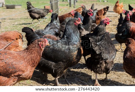 Pasture-Raised Chickens on a Small Farm