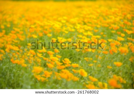 Garden of Yellow poppy and dragonfly in blur style