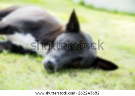 A black dog sleep on green grass in blur style