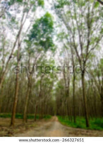 On the way of Rubber forest in Blur style