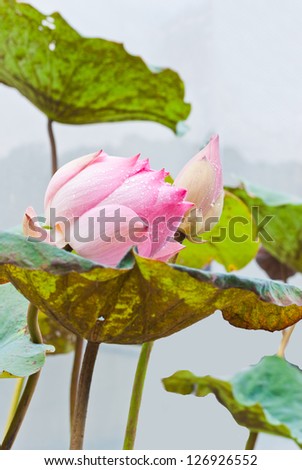 Pink water lily flower (lotus) Lotus flower is a important symbol in Asian culture.