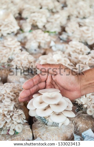 Hand of hold bag of mushrooms grown on the farm.