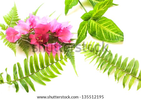 Pink flowers on fern leaf isolated white background.