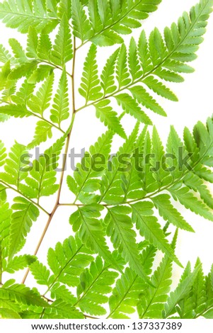 Fern isolated on a white background
