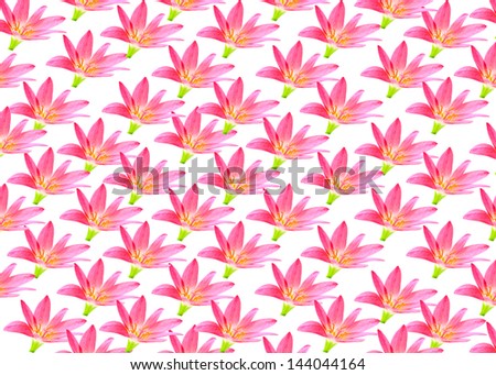 pink lily isolated on a white background.