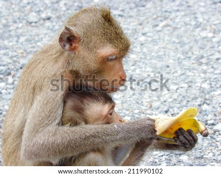 Mother monkey  hugging son and eating banana