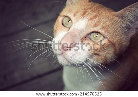 Close up face of cat , vintage film style