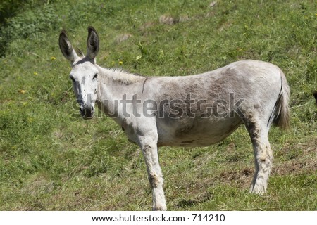 white donkey in Alps mountains, Italy