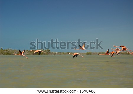 Flamingos flying on the river in Rio Lagartos, Mexico