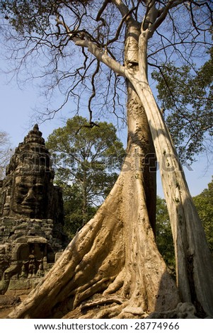 Temple and big ficus tree in Angkor, Siem Reap, Cambodia