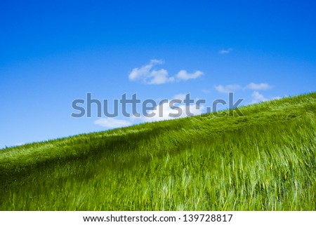 wheat field moved by wind in spring in Val Trebbia, Piacenza, Italy